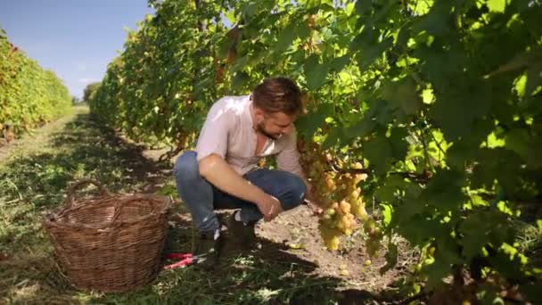 Grapes as a selection during grape harvest in the vineyard. Selected varieties — Stock Video