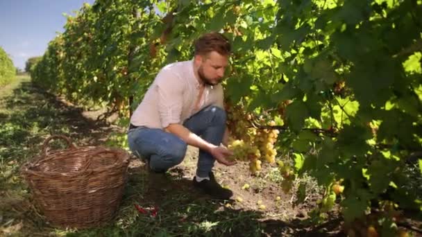Bärtiger Mann im September zur Weinlese, sammelt ausgewählte Trauben — Stockvideo