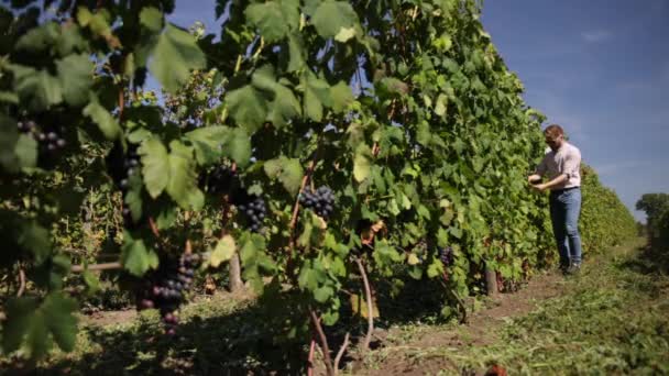 葡萄园里的葡萄年轻的文特纳正在葡萄园里采摘蓝色葡萄 — 图库视频影像