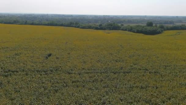 Luchtfoto van zonnebloemenveld in de zomer. Veld met felgele zonnebloemen — Stockvideo