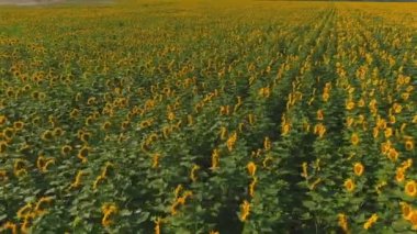 Yazın açan ayçiçeği tarlası. Tarım. Doğa üzerine hava görüşü. Alan
