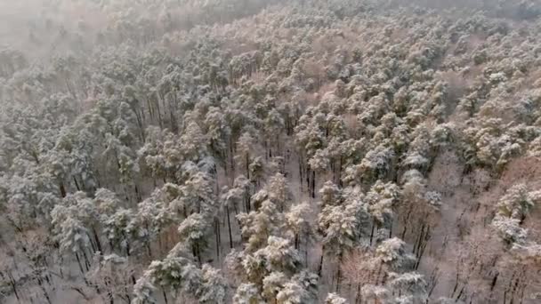 Struktura zimních lesů. Letecký fotografický pohled. Pohled na zimní krajinu — Stock video