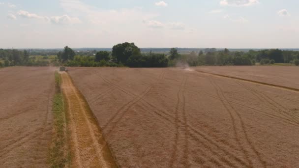 Комбайны собирают спелую пшеницу. Сельское хозяйство Уборочные комбайны — стоковое видео