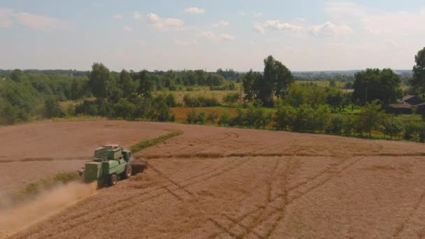 Combineer de oogstmachine voor het oogsten van gouden rijpe tarwe. Luchtfoto van de landbouw. — Stockvideo