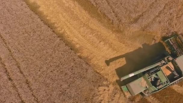 Combine la máquina agrícola cosechadora para cosechar trigo maduro dorado. Vista aérea de la agricultura. — Vídeo de stock