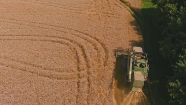 Tarlada altın olgun buğday hasat ediyorum. Yukarıdan bak. Hasat makinesinin hava görüntüsü — Stok video