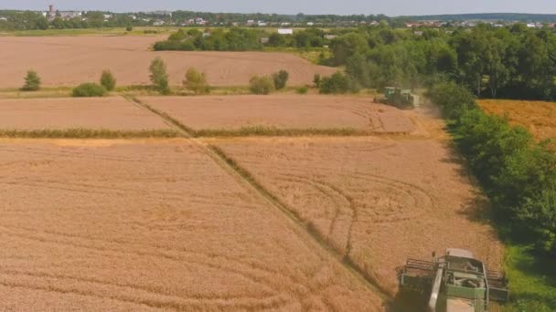 Сбор золотой спелой пшеницы на поле. Вид сверху. Вид с воздуха на комбайн — стоковое видео