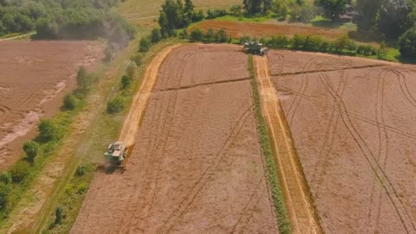 Sklízí na poli zralou pšenici. Pohled shora. Letecký pohled na kombajn — Stock video