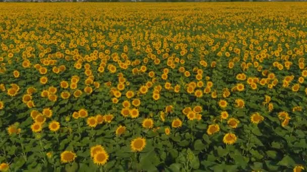 Campo de girasol floreciente en verano. Agricultura. Vista aérea de la naturaleza. Ámbito — Vídeos de Stock