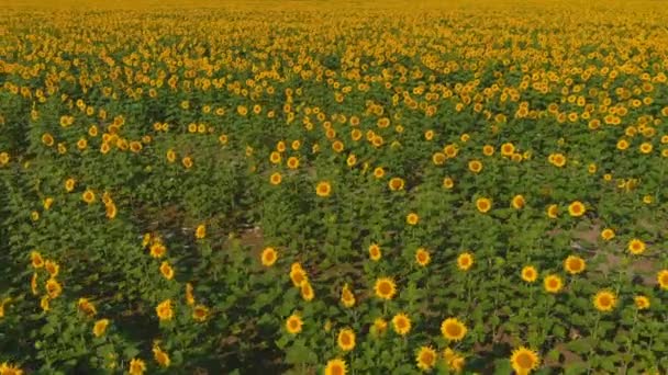 Lapangan dengan bunga matahari mekar pandangan udara, agraris di daerah pedesaan. Tampilan drone — Stok Video