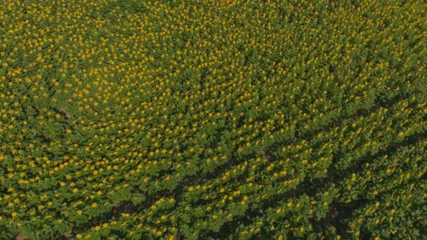 Campo de girasol floreciente en verano. Agricultura. Vista aérea de la naturaleza. Ámbito — Vídeos de Stock