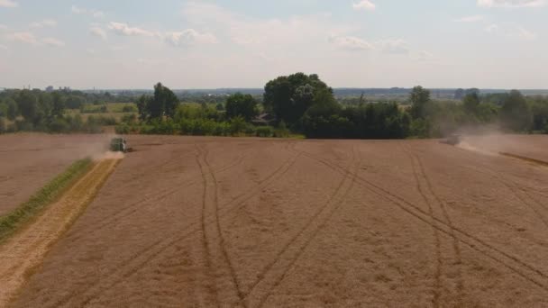 De oogstmachine werkt in het tarweveld bij zonsondergang. Maaier verzamelt rijpe tarwe. Rijpe oren van gouden veld. — Stockvideo