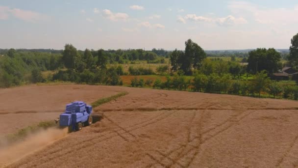 Комбинированная сельскохозяйственная машина для сбора пшеницы. Вид с воздуха на сельское хозяйство. — стоковое видео