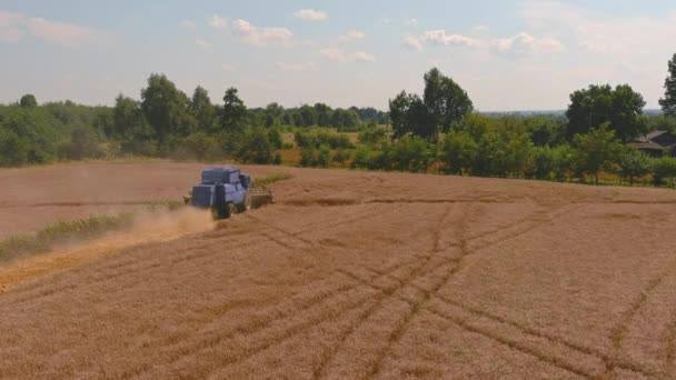 Збираємо золоту стиглої пшениці на полі. Вид зверху. Вид з повітря на комбайн — стокове відео