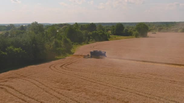 Mähdrescher erntet reifen Weizen. Landwirtschaft. Erntemaschine transportieren — Stockvideo