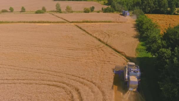 Mähdrescher erntet reifen Weizen. Landwirtschaft. Erntemaschine transportieren — Stockvideo