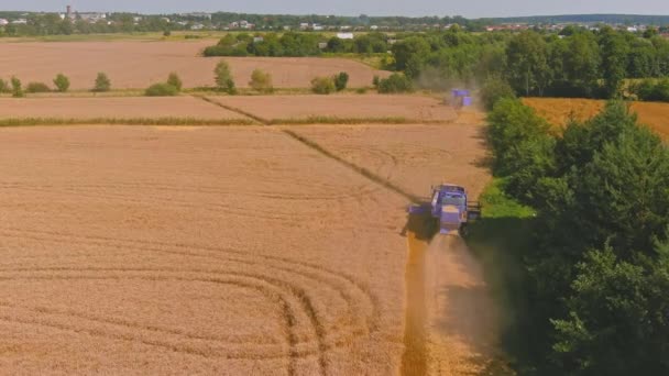 Combineer de oogstmachine voor het oogsten van gouden rijpe tarwe. Luchtfoto van de landbouw. — Stockvideo