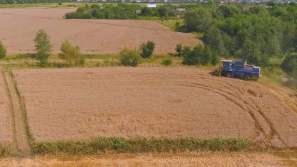 Kombajn zbożowy do zbioru dojrzałej pszenicy. Rolnictwo. Zbiory kombajnów transportowych — Wideo stockowe