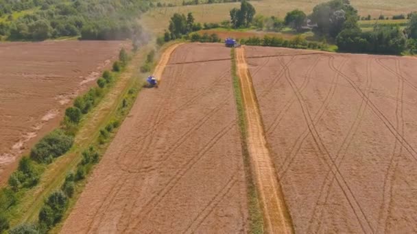 Combine a máquina agrícola da ceifeira para colher trigo maduro dourado. Vista aérea da agricultura. — Vídeo de Stock