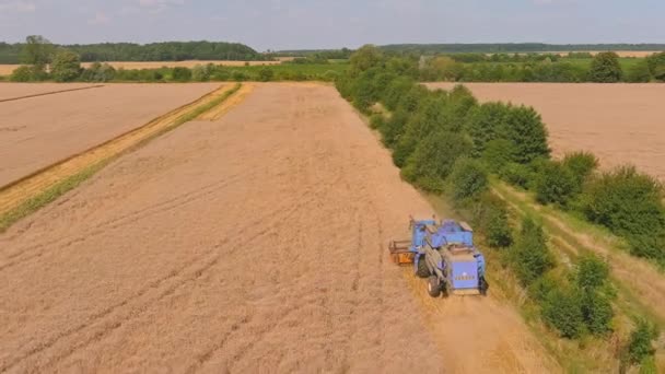 Combine a máquina agrícola da ceifeira para colher trigo maduro dourado. Vista aérea da agricultura. — Vídeo de Stock