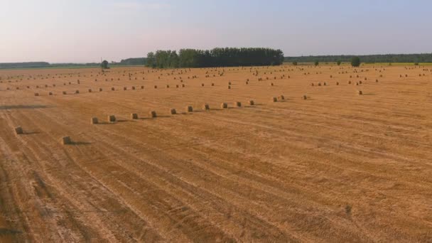 Stapels stro gestapelde balen hooi die overblijven van oogstgewassen, veld van een landbouwbedrijf — Stockvideo