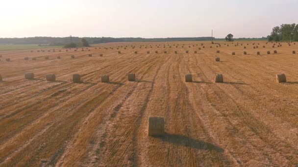 Соломенные стопки с кипами сена, оставшимися после уборки урожая, поле сельскохозяйственной фермы — стоковое видео