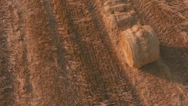 Straw stacks stacked bales of hay left over from harvesting crops, field of an agricultural farm — Stock Video