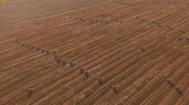 Arka planda batan güneşe karşı saman balyalarının manzarası. Kırsal doğa. Buğday hasadı saman balyası