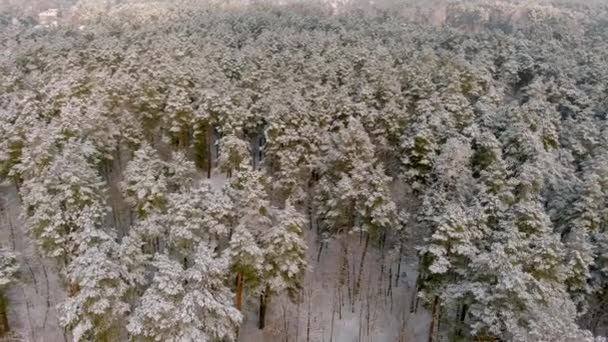 Sneeuw bedekt winterlandschap. Spar bos Europese groene deal. Omlaag. — Stockvideo