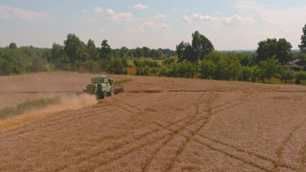 Colheita de trigo maduro dourado no campo. Vista de cima. Vista aérea da colheitadeira — Vídeo de Stock