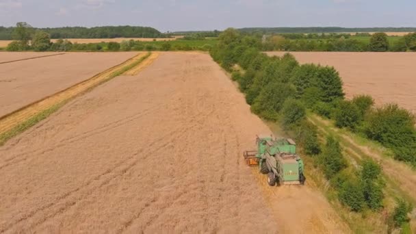 Kombajny zbożowe maszyny rolnicze do zbioru pszenicy dojrzałej. Widok z powietrza na rolnictwo. — Wideo stockowe