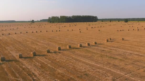 在落日的背景下,稻草花篮的景观.农村性质。小麦收获干草包 — 图库视频影像