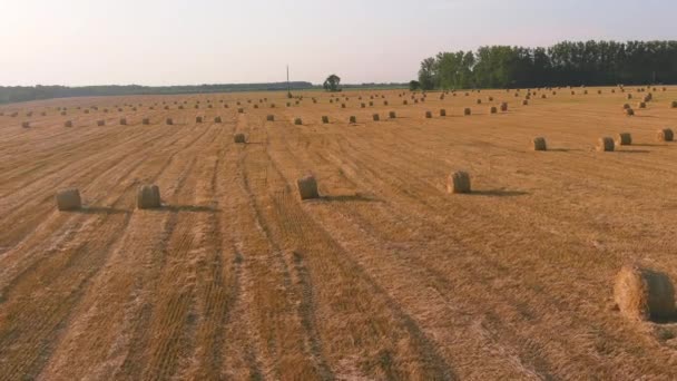 在落日的背景下,稻草花篮的景观.农村性质。小麦收获干草包 — 图库视频影像