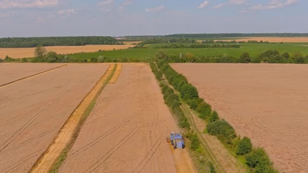 熟した小麦を収穫する収穫者を組み合わせる。農業。輸送用収穫機 — ストック動画