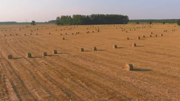 Montones de paja fardos apilados de heno sobrantes de la cosecha de cultivos, campo de una granja agrícola — Vídeos de Stock