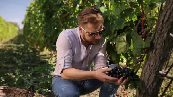 Man picking red wine grapes on vine vineyard. Happy winemaker male harvesting — Stock Video