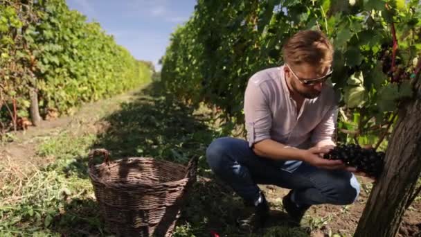 Виноград в винограднике проверяют мужчины винодела. Ручная уборка винограда, рука — стоковое видео