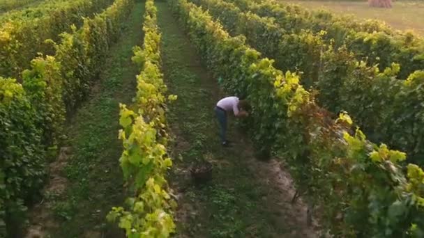 L'agriculteur récolte des grappes de raisins. Vue aérienne des champs de vignobles par drone — Video