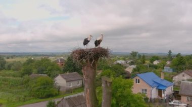Stork nest, two storks. Birds on nest against blue sky, flyer stands at its home. View of wild stork