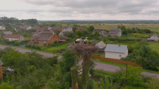 Stork as symbol of family. Household of storks in the nest. A closeup of birds standing on its nest — Stockvideo