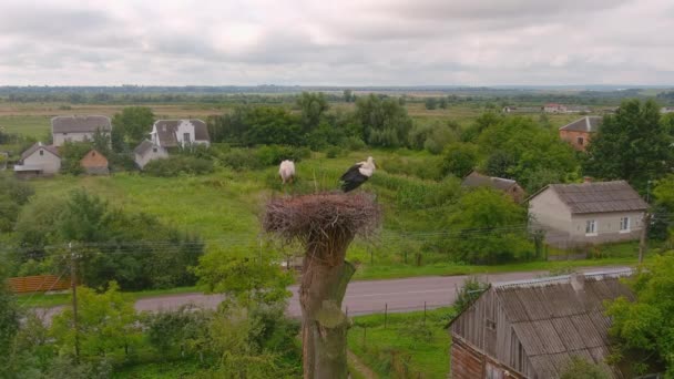 Stork nest, two storks. Birds on nest against blue sky, flyer stands at its home. View of wild stork — Video Stock