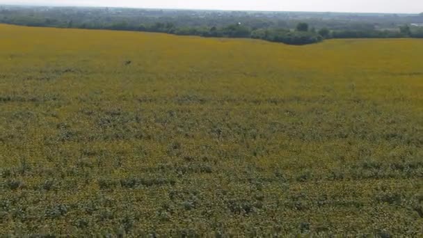 农业区 空中摄影无人驾驶飞机拍摄耕地 地球的美丽 阳光灿烂的日子 田野里开满了艳丽的黄色向日葵 航空摄影 无人驾驶飞机视图 — 图库视频影像