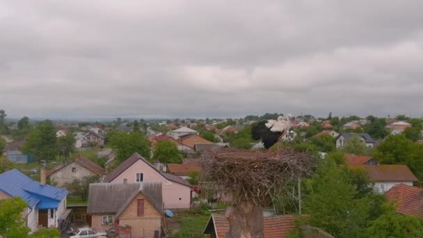 White Stork Stands Nest Tree Summer Landscape Two Storks Nest — Stok video