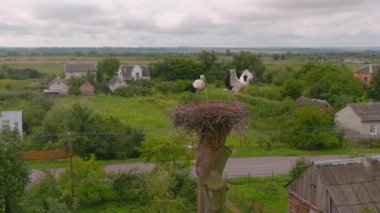 White stork stands in a nest on tree. Summer landscape. Two storks in nest against background of the blue sky, hatching eggs, Ukrainian birds. Stork returns to its nests in spring months