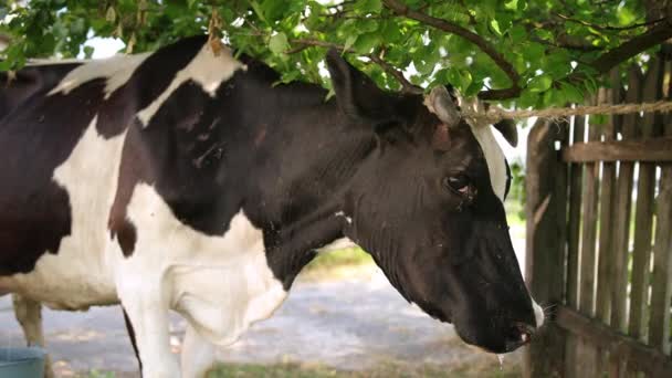 Ganado Cuernos Grandes Vaca Doméstica Atada Árbol Con Una Cuerda — Vídeos de Stock