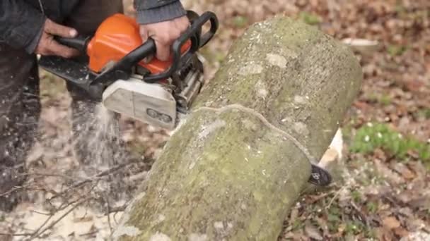 Elektrische Kettingzaag Stormschade Boom Omgevallen Kettingzaag Close Van Een Houthakkers — Stockvideo