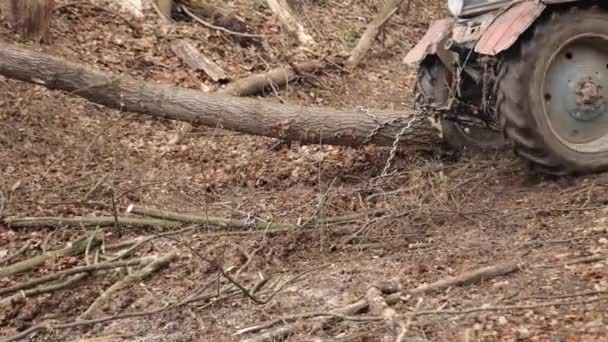 Απατεώνας Τραβάει Κορμούς Για Την Αποθήκευση Ξύλου Στο Δάσος Άνοιξη — Αρχείο Βίντεο