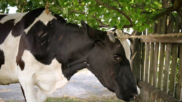 Ganado Cuernos Grandes Vaca Doméstica Atada Árbol Con Una Cuerda —  Fotos de Stock