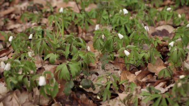 Поширений Снігопад Цвіте Вид Весняні Квіти Парку Новий Свіжий Снігопад — стокове відео