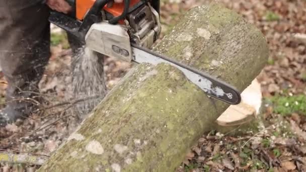 Hout Zagen Boom Met Gereedschap Bij Zagerij Close Van Kettingzaag — Stockvideo